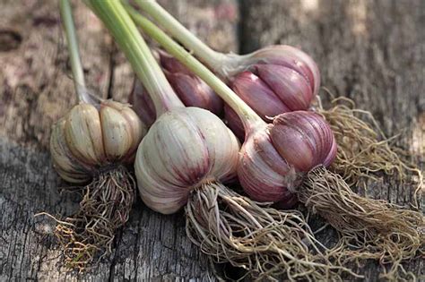 Does garlic have solanine?