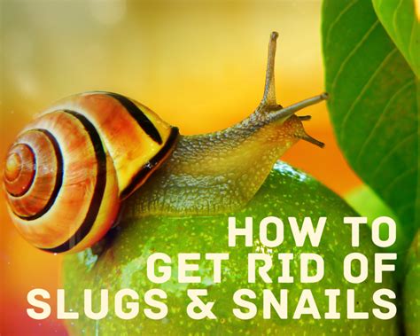 Does garlic kill slugs?