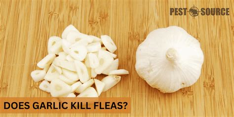 Does garlic kill ticks?