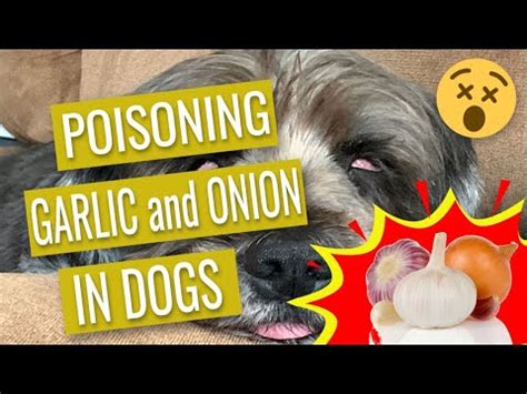 Does garlic poison dogs?