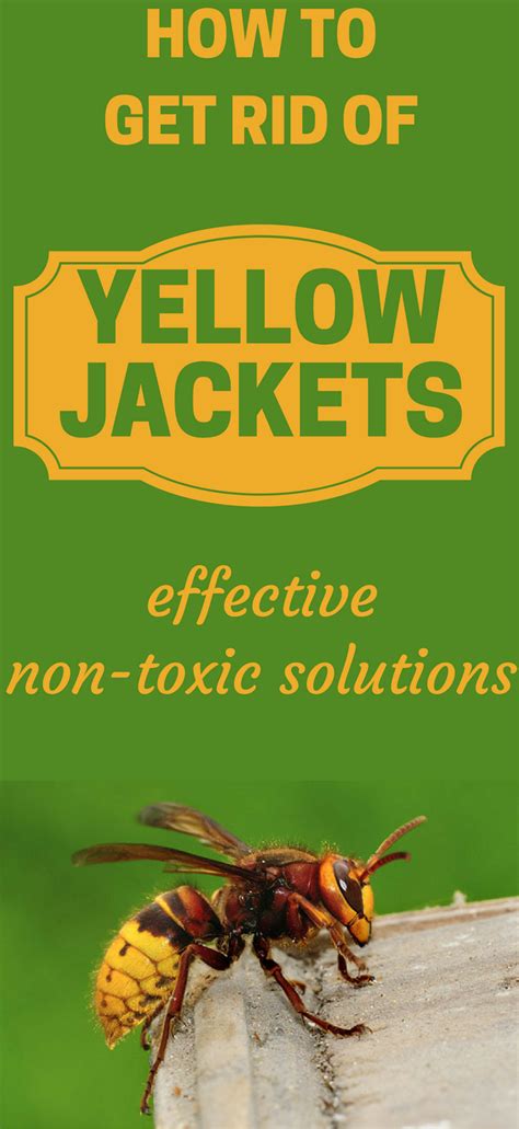 Does garlic powder get rid of yellow jackets?
