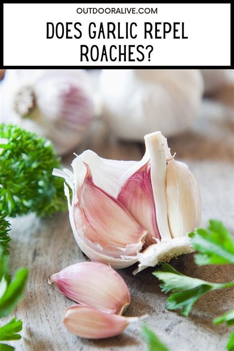 Does garlic repel roaches?