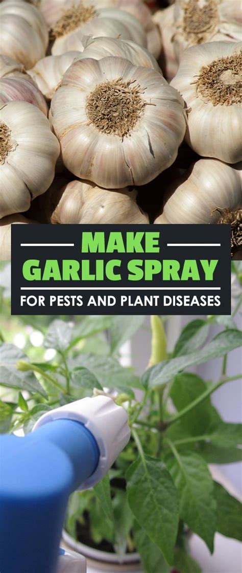 Does garlic smell attract bugs?