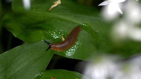 Does garlic stop slugs?