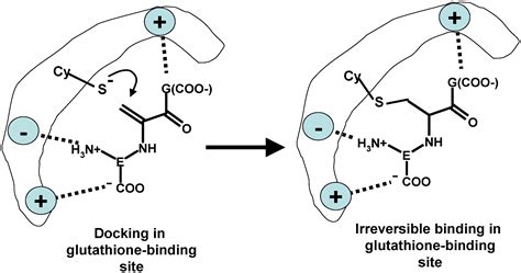 Does glutathione bind metals?