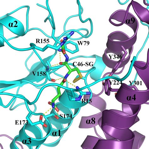 Does glutathione bind toxins?