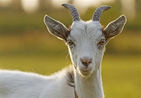 Does goat have IQ?