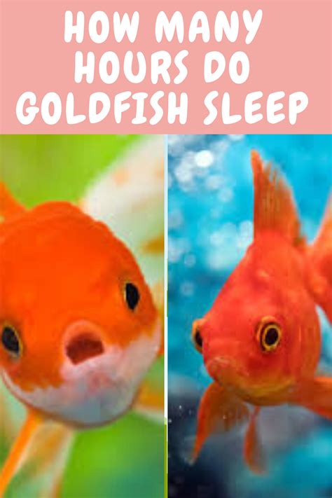 Does goldfish sleep?