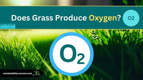 Does grass emit oxygen?