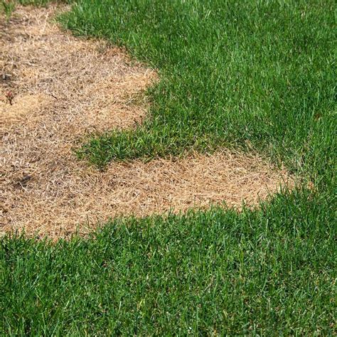 Does grass have to be completely dry to cut?