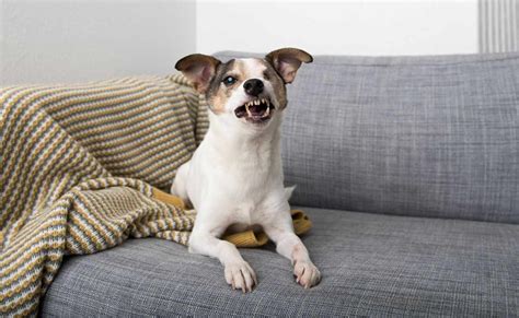 Does growling at your dog scare them?