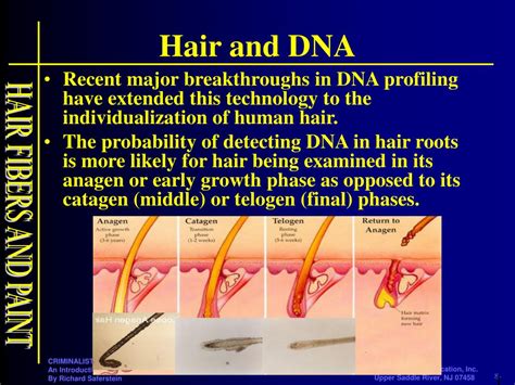 Does hair have DNA?