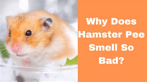 Does hamster pee smell?