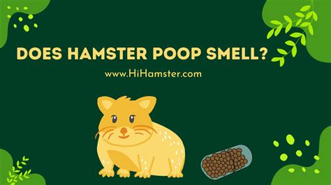 Does hamster poop smell bad?