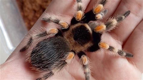 Does handling tarantulas stress them out?