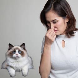 Does having a cat make your house smell?