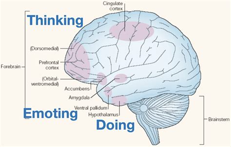 Does heart or brain have feelings?