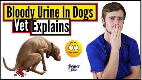 Does holding pee hurt dogs?