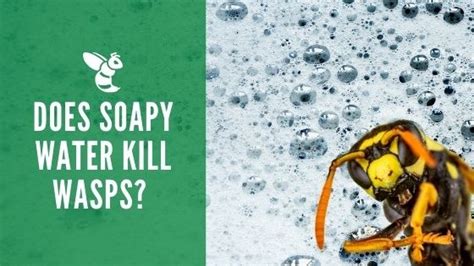 Does hot soapy water kill wasps?