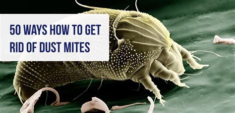 Does hot water get rid of mites?