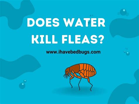 Does hot water kill fleas?