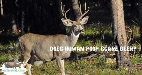 Does human scent scare animals?