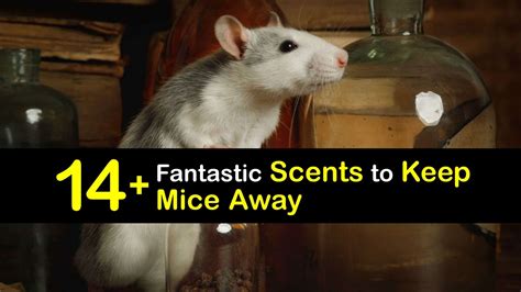 Does human scent scare mice?