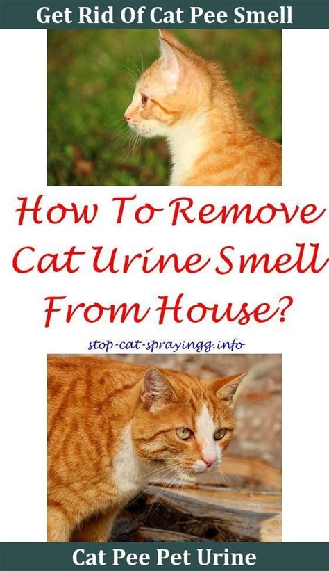 Does human urine deter cats?