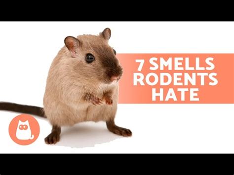 Does human urine scare off rats?
