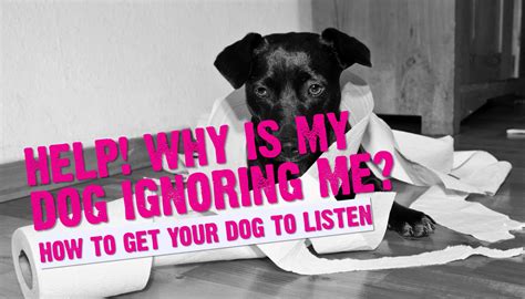 Does ignoring a dog work as punishment?