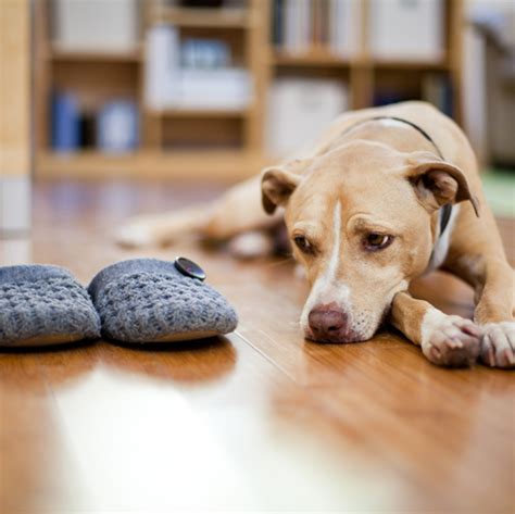 Does ignoring your dog help with separation anxiety?