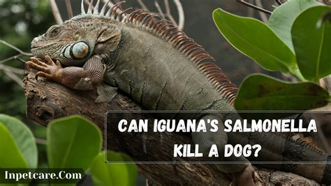 Does iguana poop have Salmonella?