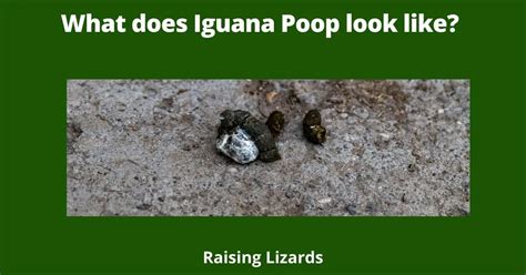 Does iguana poop smell bad?