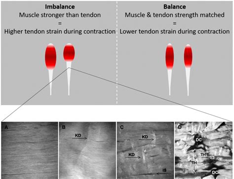 Does increasing stiffness increase strength?