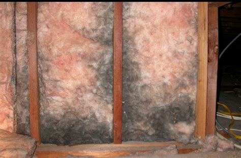 Does insulation grow mold if wet?