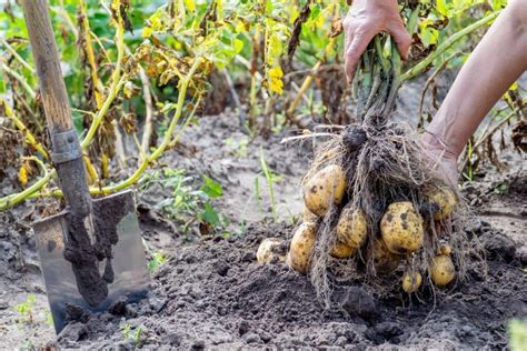 Does it hurt to leave potatoes in the ground?
