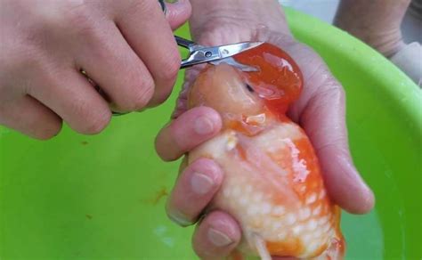 Does it hurt to trim a goldfish?