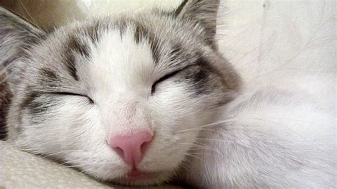 Does it hurt when a cat is put to sleep?