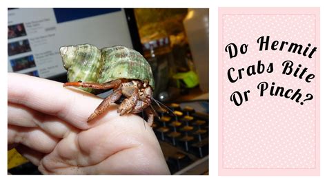 Does it hurt when hermit crabs pinch you?