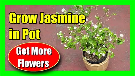 Does jasmine grow better in pots?