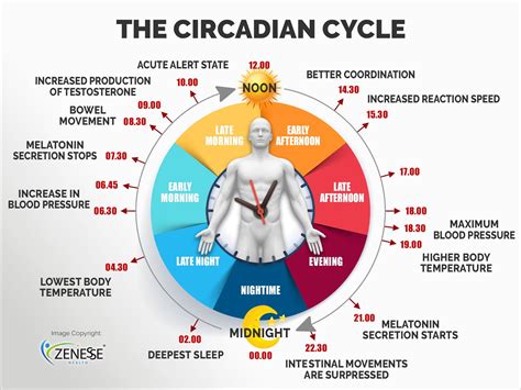 Does jet lag affect metabolism?