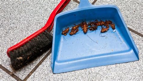 Does killing a roach attract more roaches?