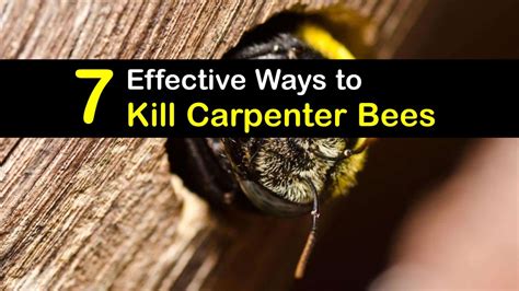 Does killing bees attract more bees?