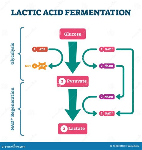 Does lactic acid bacteria produce diacetyl?