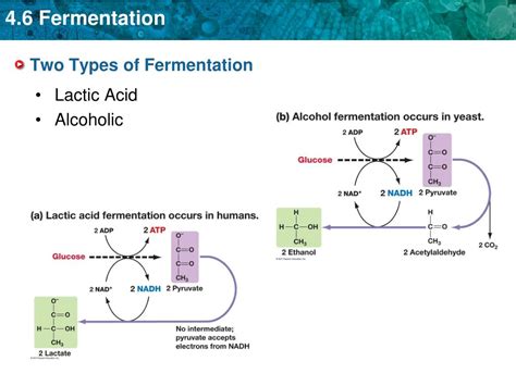 Does lactic acid fermentation require oxygen?