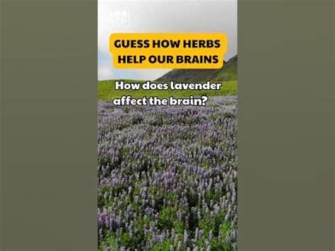 Does lavender affect the brain?