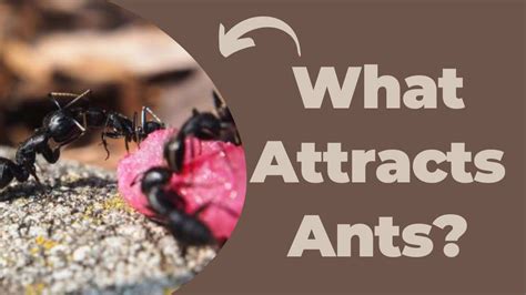 Does lavender attract ants?
