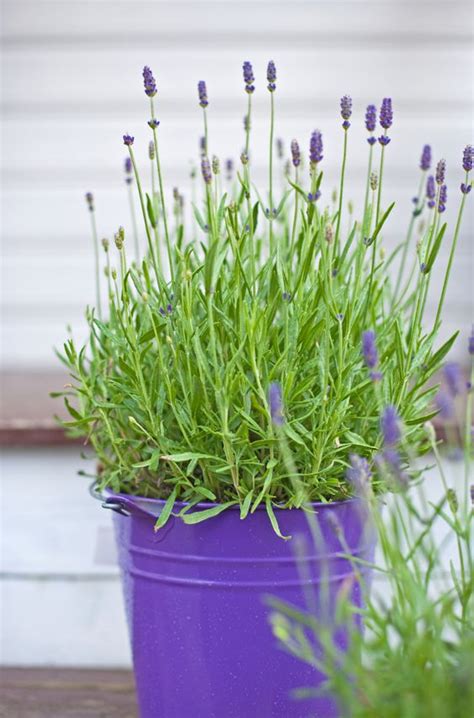 Does lavender attract girls?