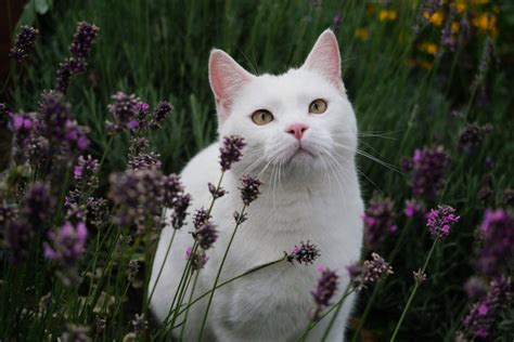 Does lavender calm cats?