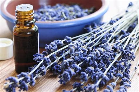 Does lavender create estrogen?